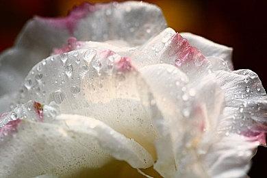 粉丝为《胆小狗英雄》制作改编游戏效果不错